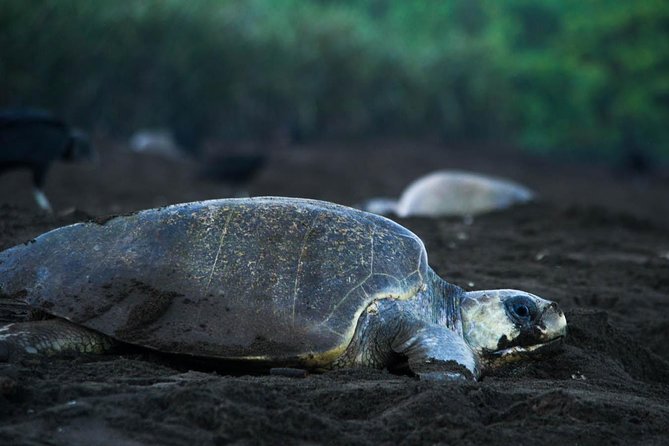 Turtle Tour - Key points to know before you book